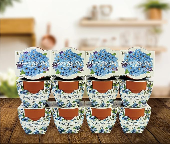 BUZZY Seeds Mini Terracotta Pots 12-Pack Daydream Forget-Me-Not Flowers - Image 6