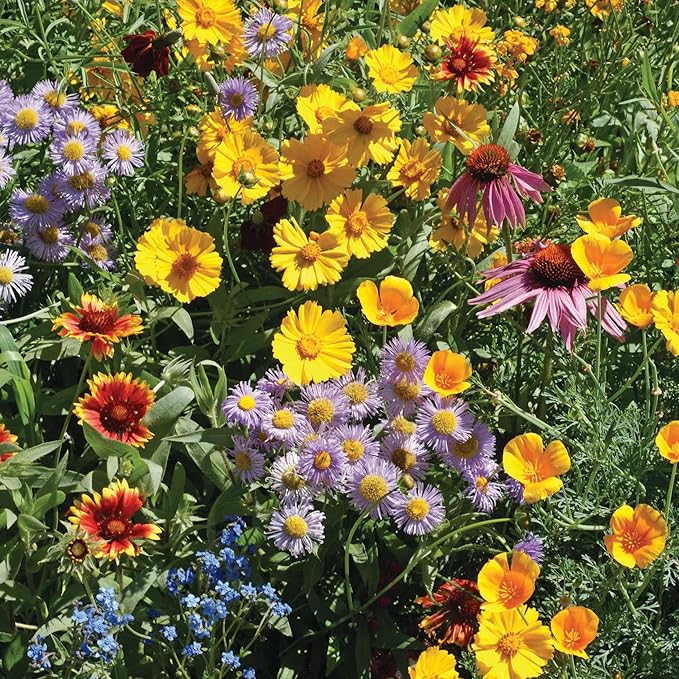 Bentley Seed Flower Mix - Image 9