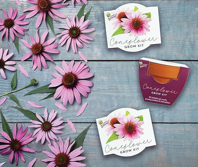 BUZZY Seeds Terracotta Mini Grow Pots | Herb, Flower Starter Kit - Image 5