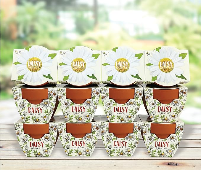 BUZZY Seeds Daydream Mini Terracotta Pots 12-Pack by BUZZY